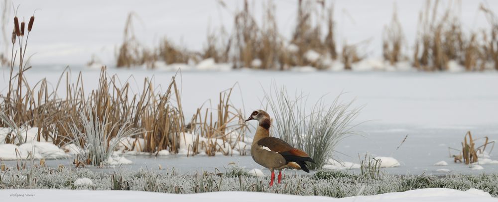 kleine Serie von einer Nilgans 