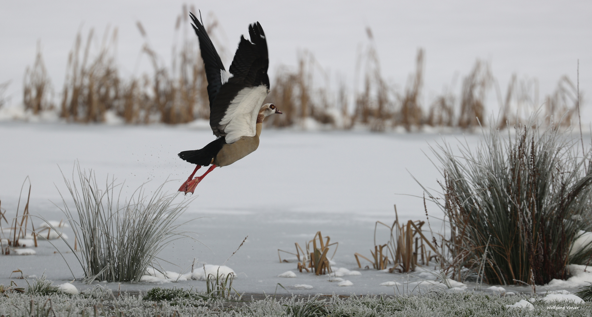 kleine Serie von einer Nilgans 