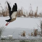 kleine Serie von einer Nilgans 