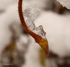 Eisgebilde