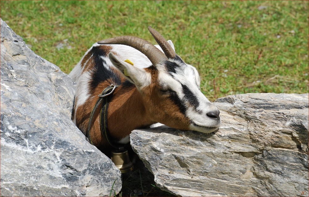 Kleine "Siesta"