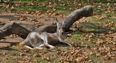 Kleine Siesta