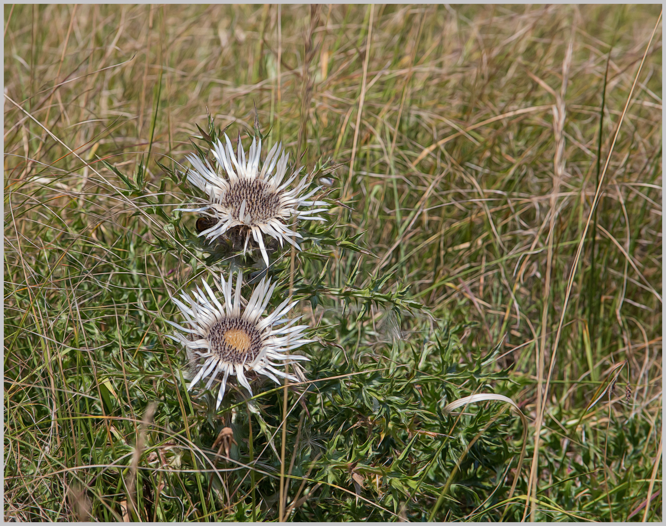 kleine Silberdisteln