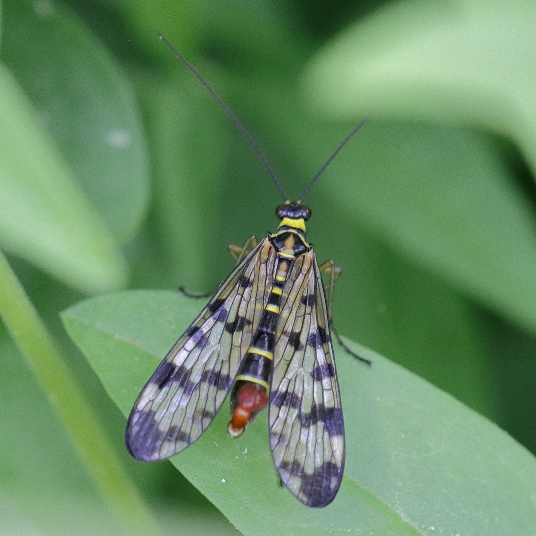 Kleine Skorpionsfliege