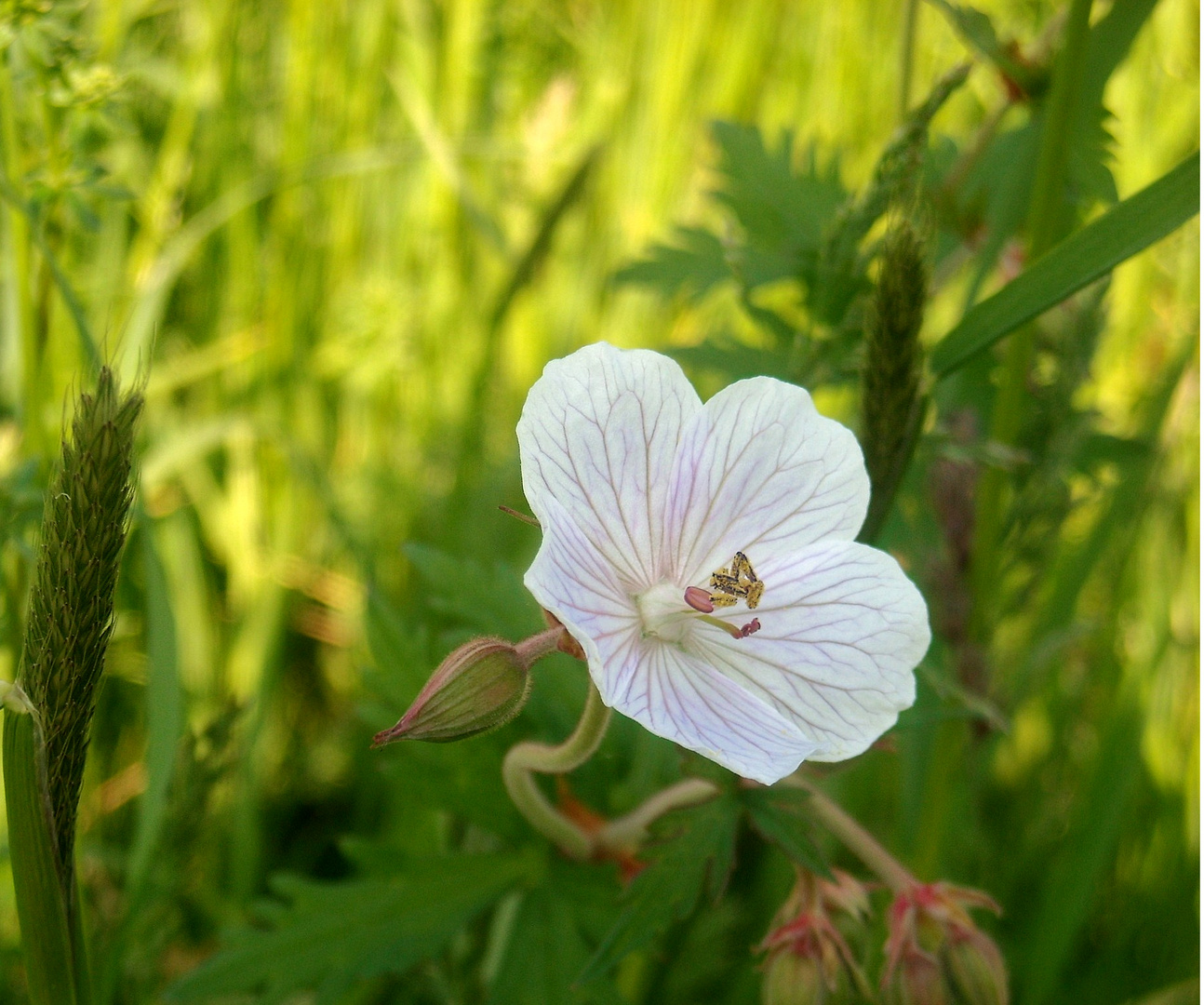 Kleine Sommerblüte