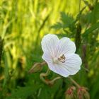 Kleine Sommerblüte