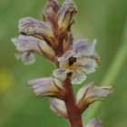 Kleine Sommerwurz (Orobanche minor) - 28.7.13 - Nordeifelvorland