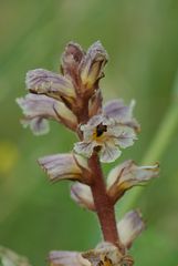 Kleine Sommerwurz (Orobanche minor) - 28.7.13 - Nordeifelvorland