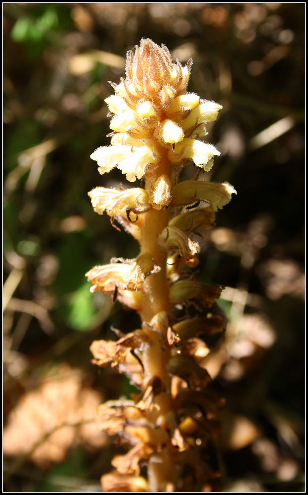 Kleine Sommerwurz (Orobanche minor)