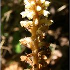 Kleine Sommerwurz (Orobanche minor)