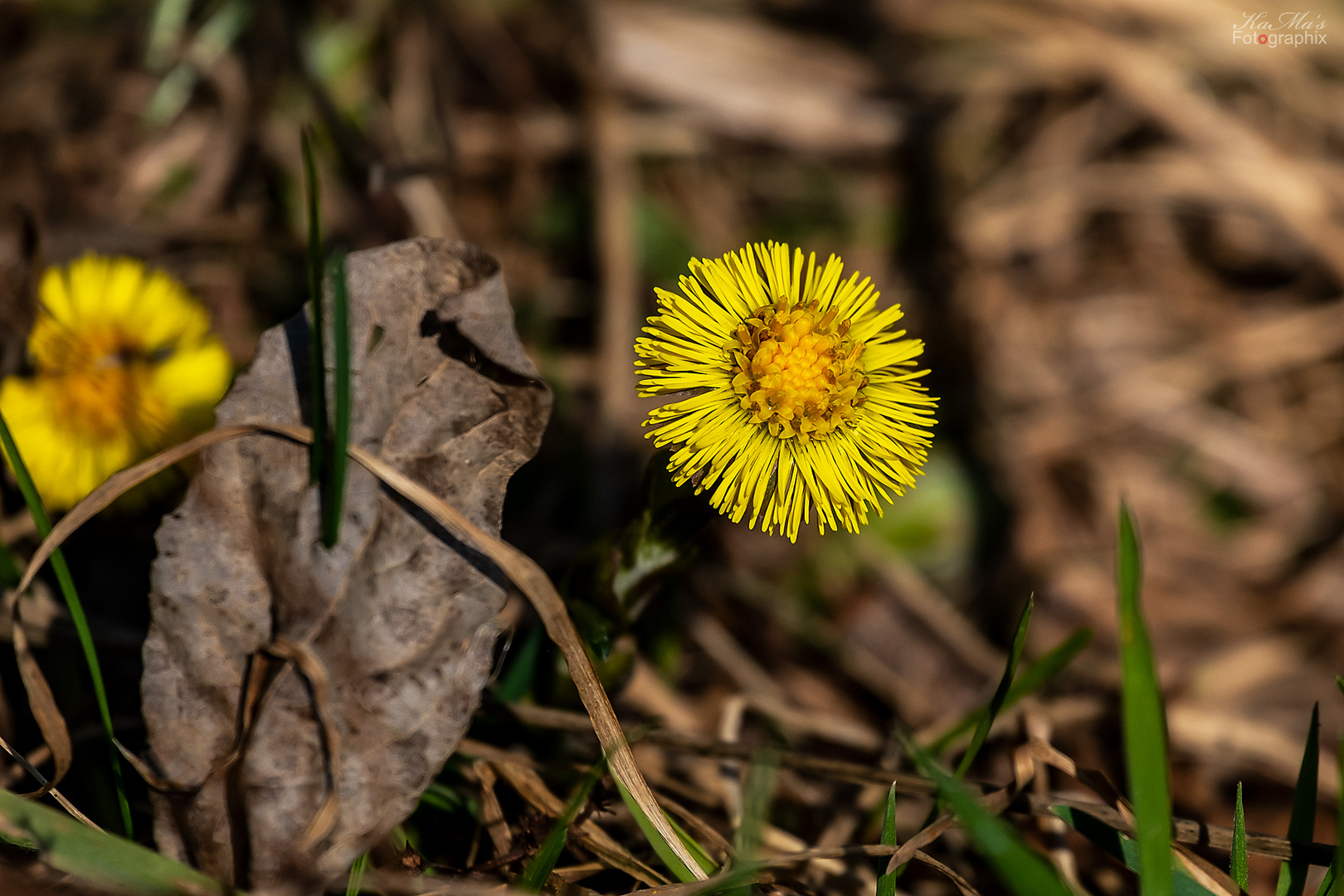 Kleine Sonne