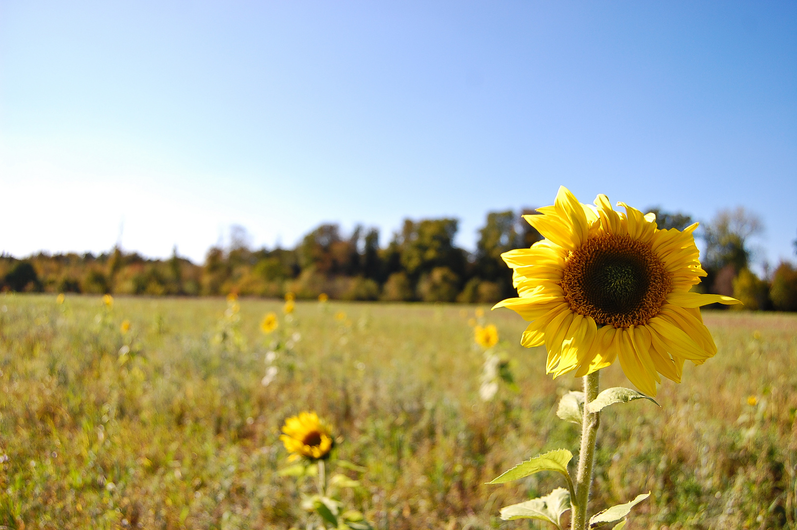 Kleine Sonne auf dem Feld