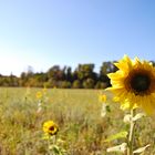 Kleine Sonne auf dem Feld