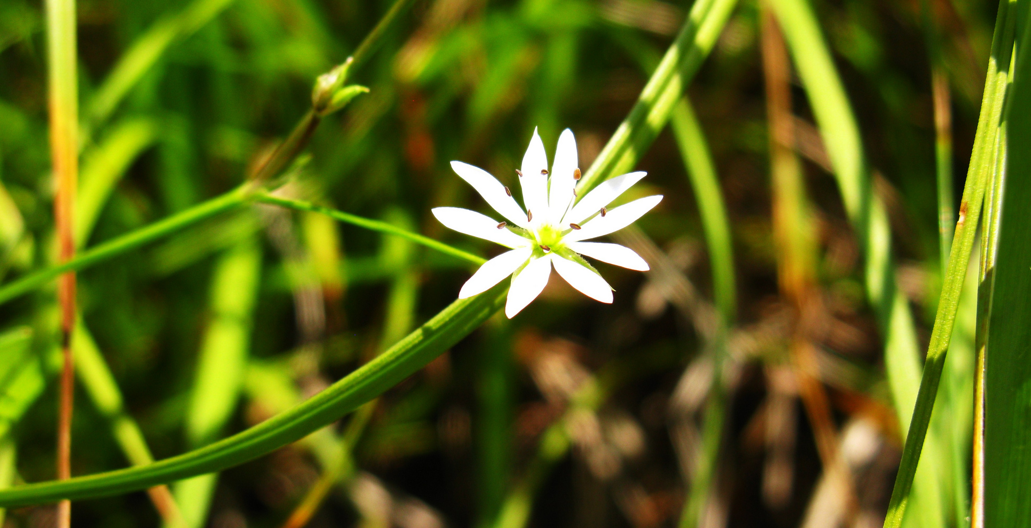 Kleine Sonne