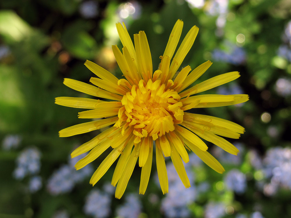 Kleine Sonne im Garten