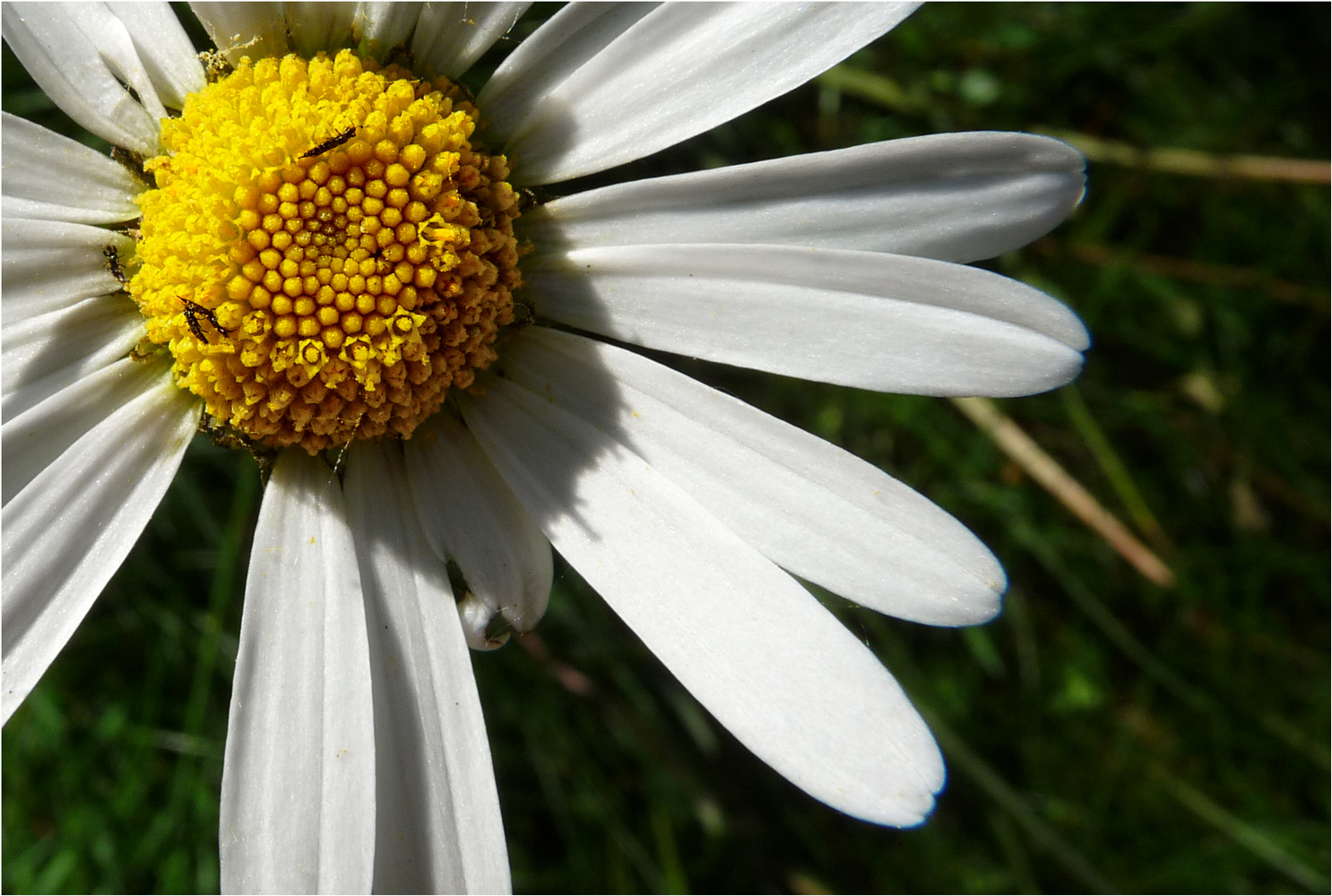 KLEINE SONNE IN MEINEM GARTEN