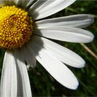 KLEINE SONNE IN MEINEM GARTEN