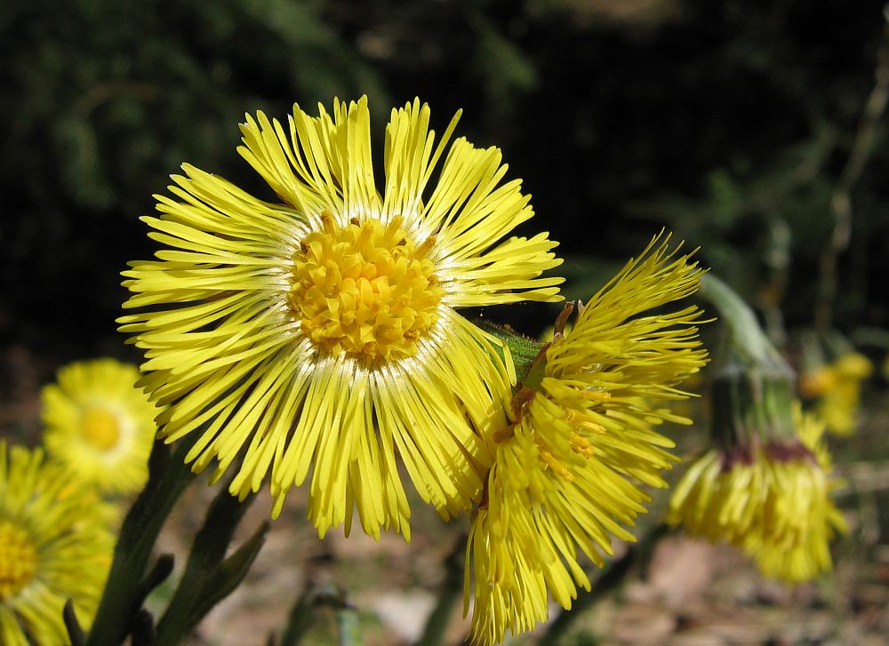 "Kleine Sonnen" - Huflattich (Tussilago farfara)