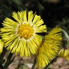 "Kleine Sonnen" - Huflattich (Tussilago farfara)