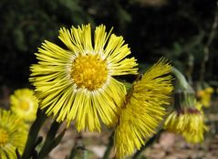 "Kleine Sonnen" - Huflattich (Tussilago farfara)