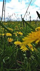 kleine Sonnen in der Wiese