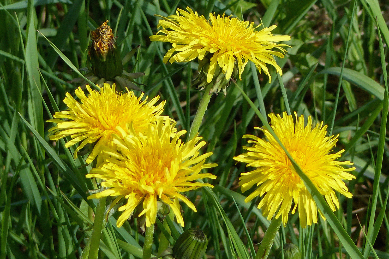 kleine Sonnen in der Wiese.... 