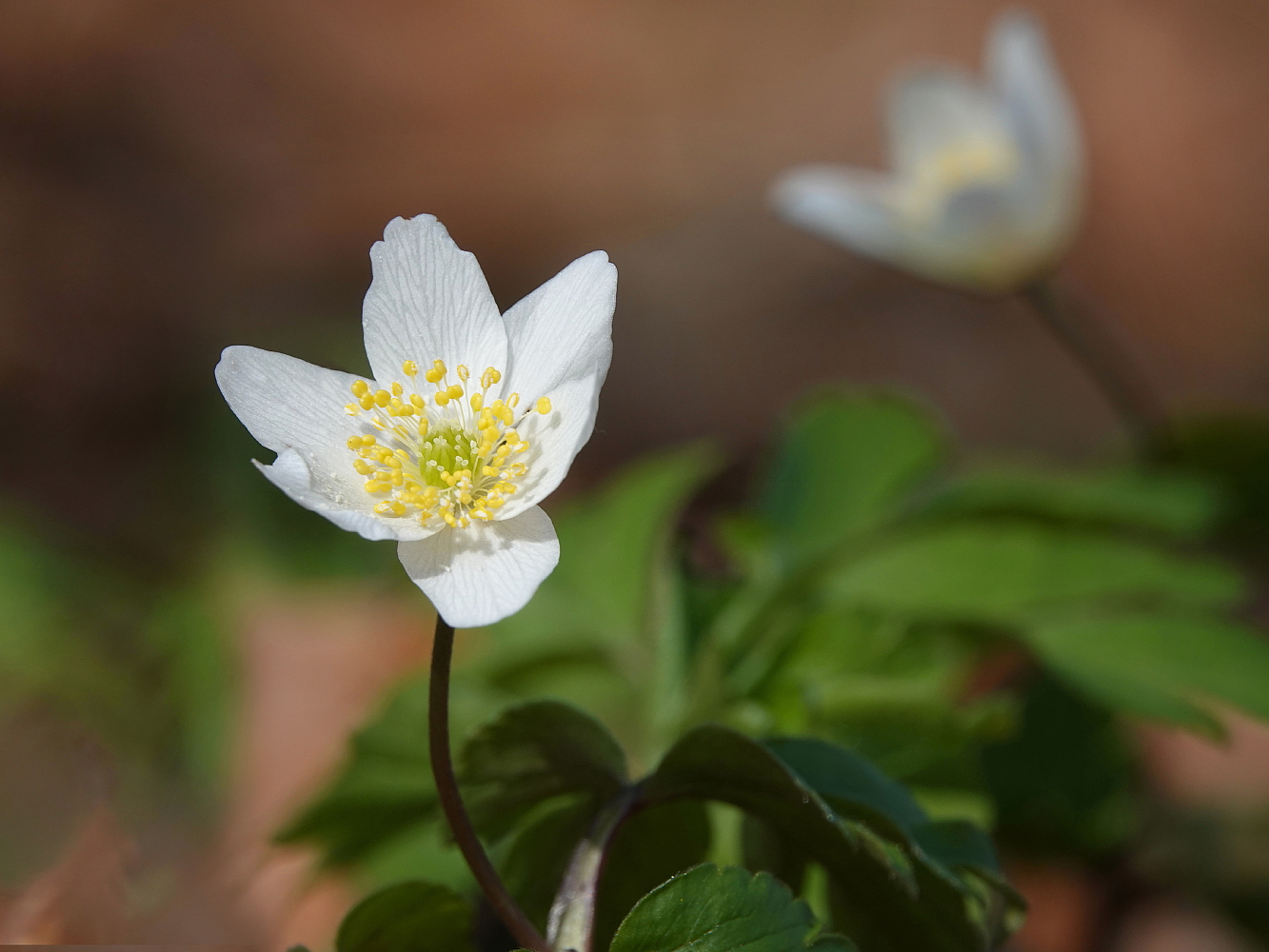 Kleine Sonnenanbeter