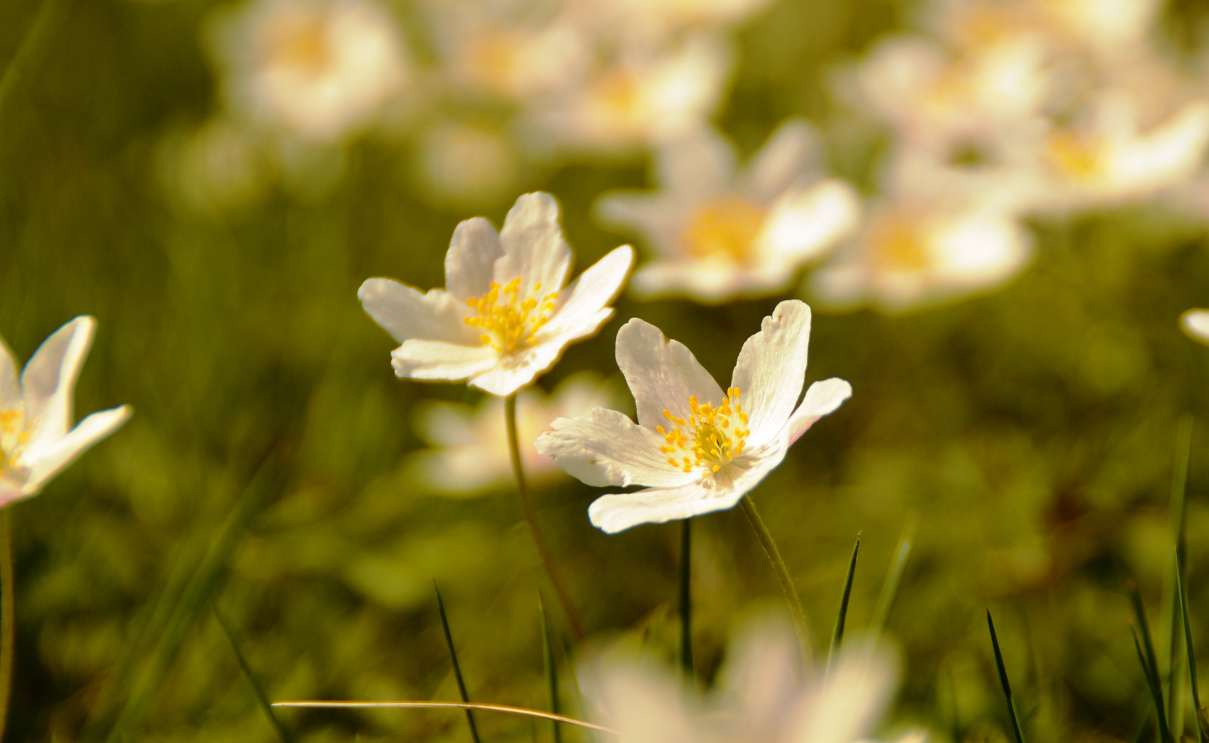 Kleine Sonnenanbeter