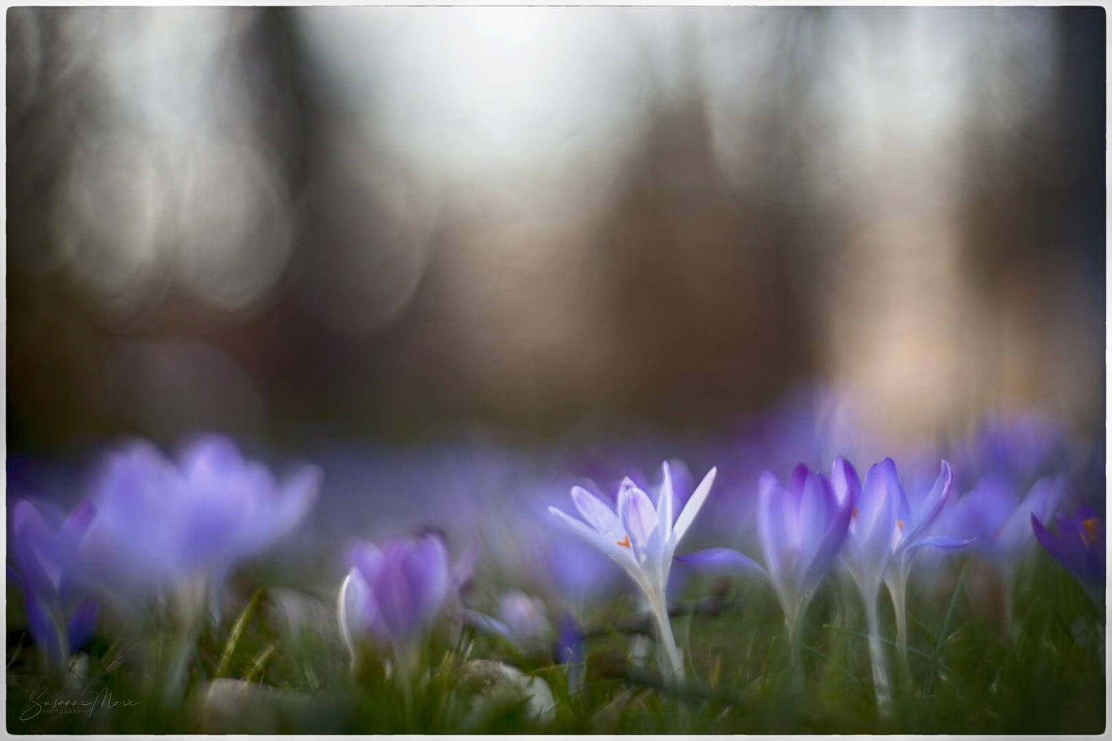 kleine Sonnenanbeter