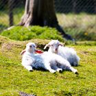 Kleine Sonnenanbeterböckchen :)