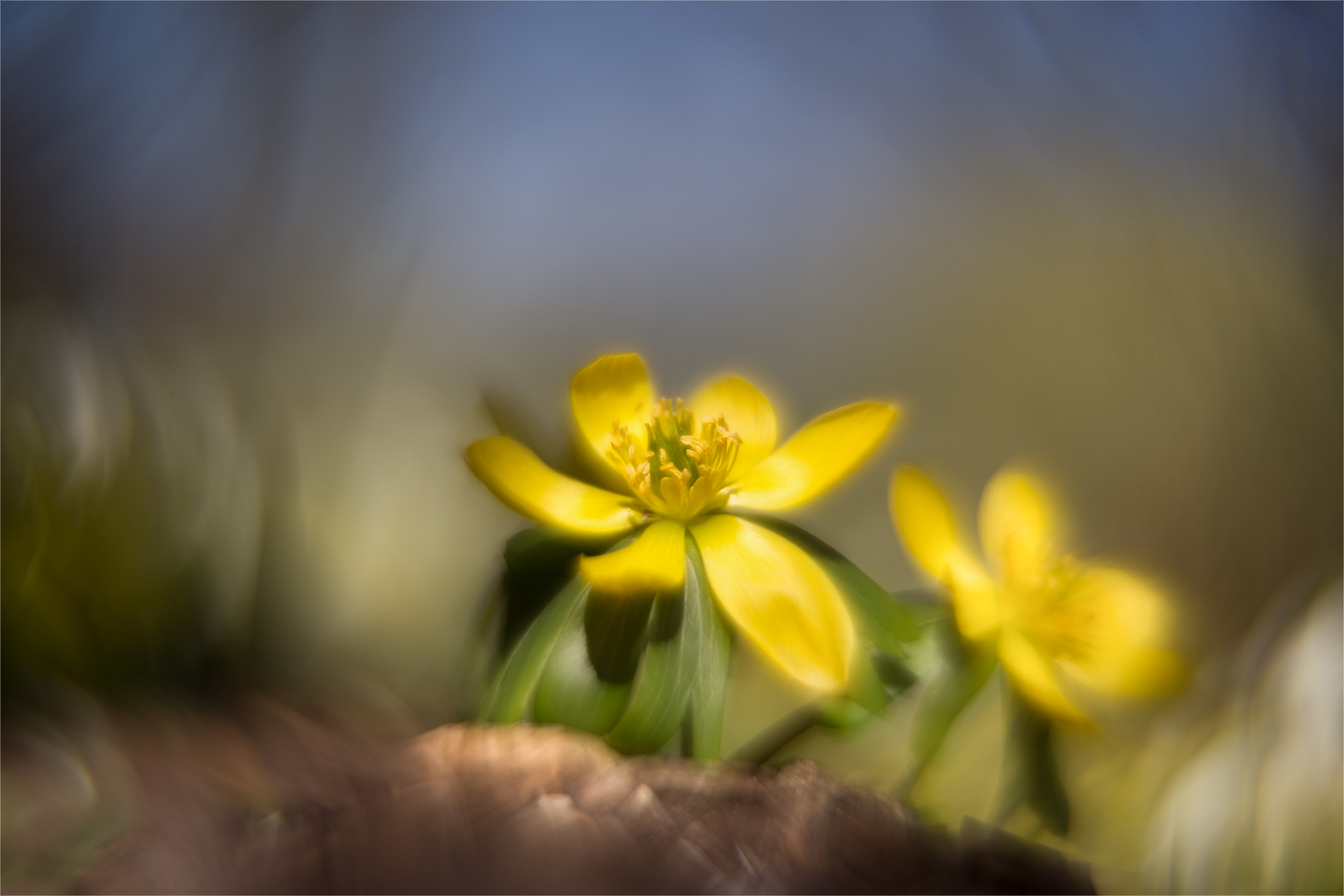 Kleine Sonnenanbeterin