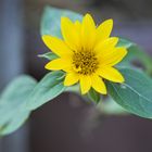 kleine Sonnenblume-1553
