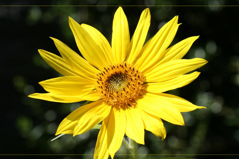 Kleine Sonnenblume Foto & Bild pflanzen, pilze & flechten, blüten