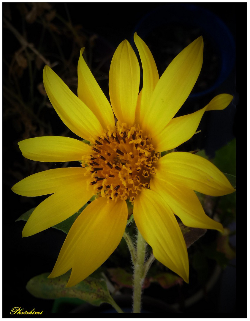 Kleine Sonnenblume