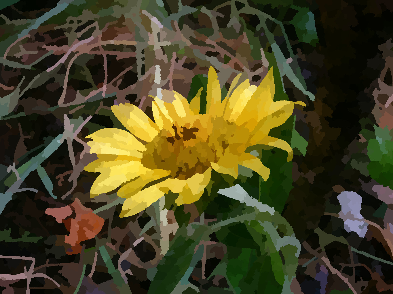 kleine Sonnenblume