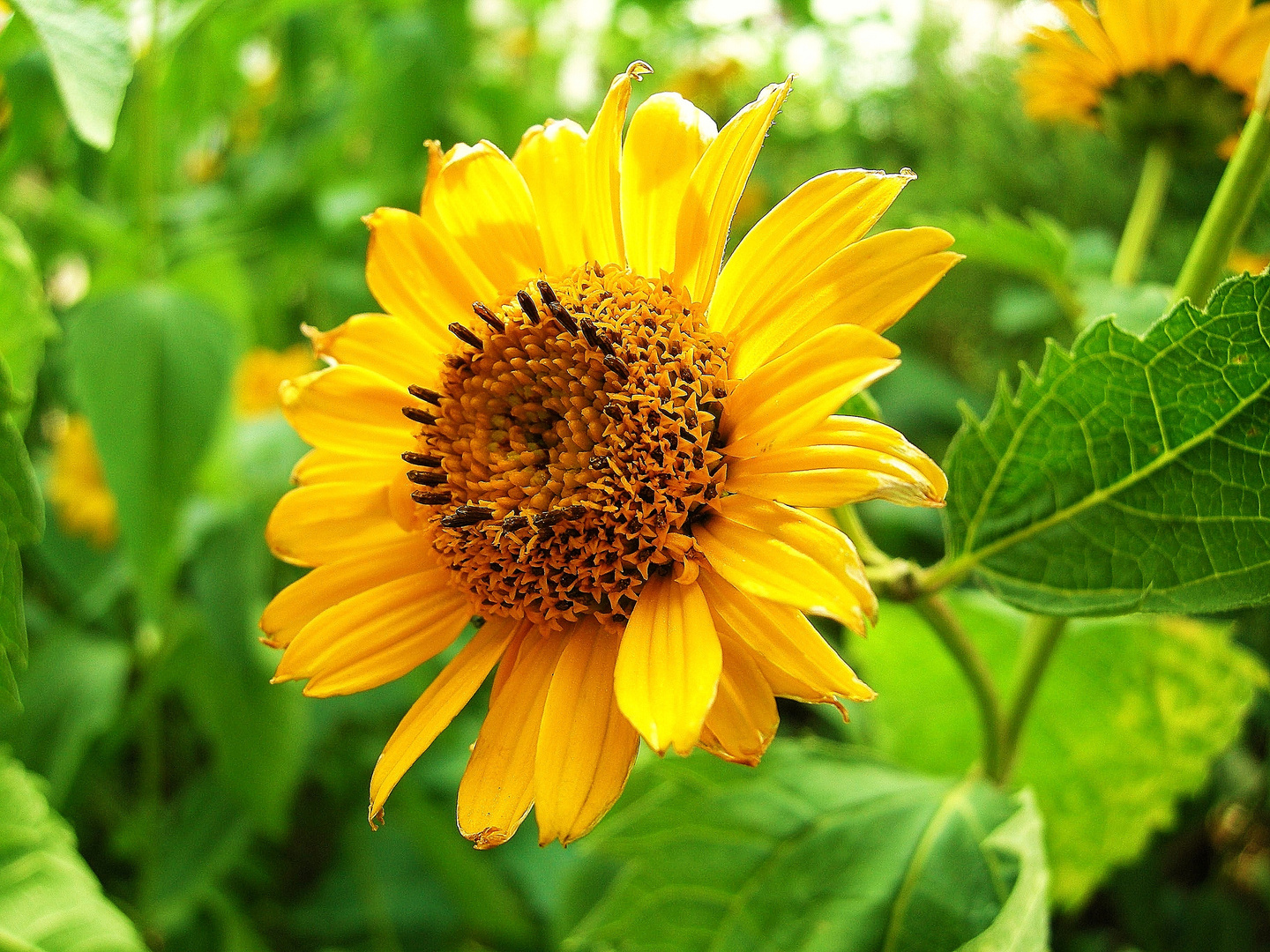 kleine Sonnenblume Foto & Bild pflanzen, pilze & flechten, blüten