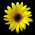 Kleine Sonnenblume