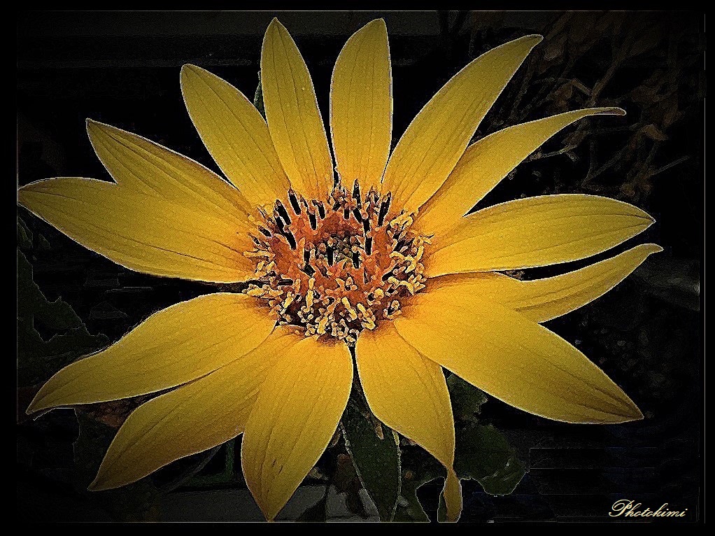 Kleine Sonnenblume