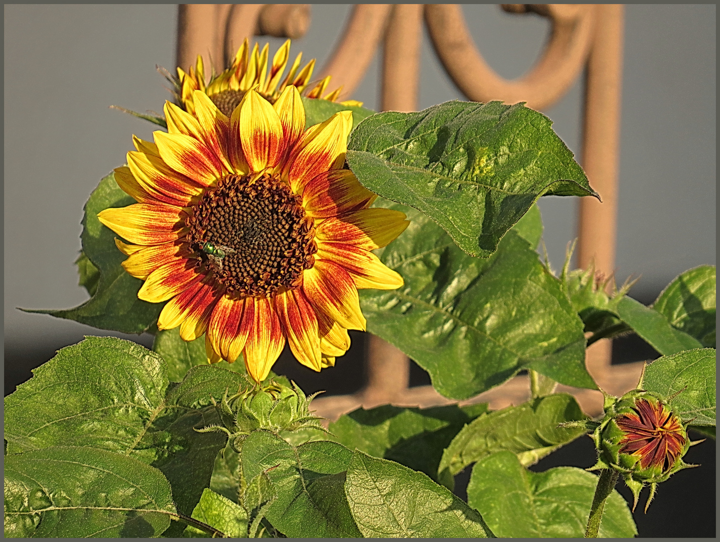 kleine Sonnenblume am Zaun gegenüber, Foto & Bild pflanzen, pilze