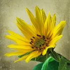 Kleine  Sonnenblume 