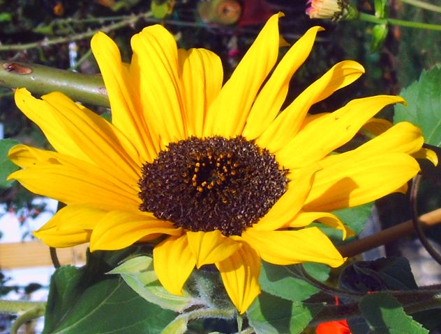 kleine Sonnenblume ganz groß Foto & Bild pflanzen, pilze