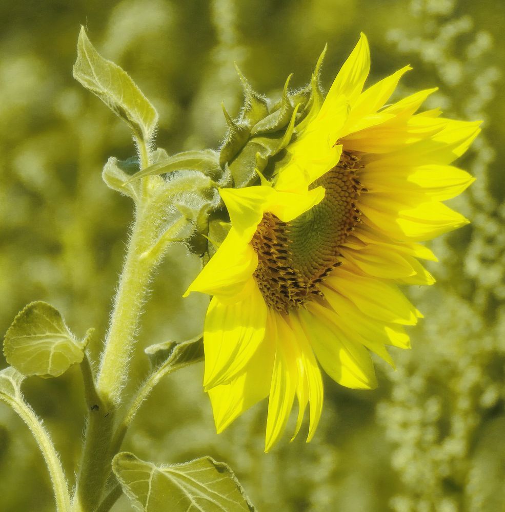 kleine "Sonnenblume" im Park neben "DASA" Eingang...Hitzewelle angesagt