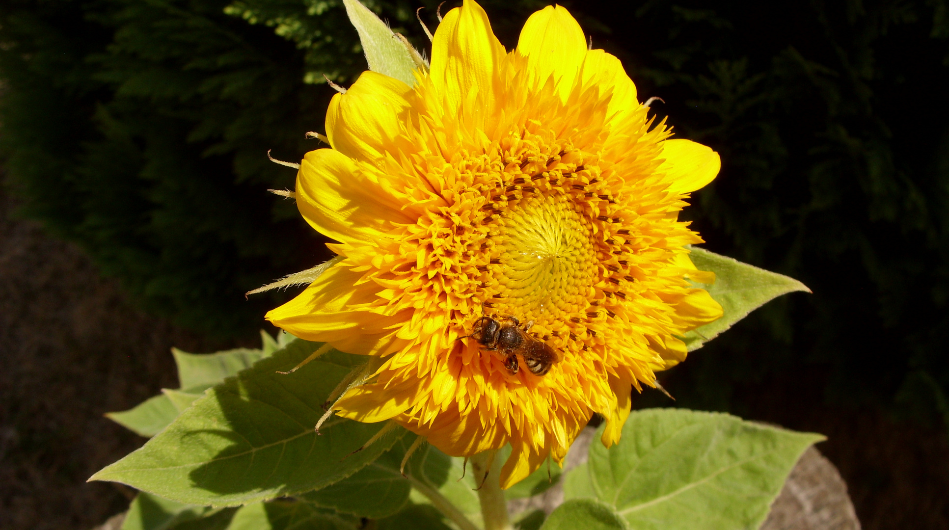 Kleine Sonnenblume mit Biene Foto & Bild pflanzen, pilze & flechten
