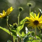 kleine Sonnenblume - Topinambur