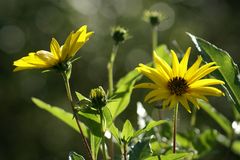 kleine Sonnenblume - Topinambur