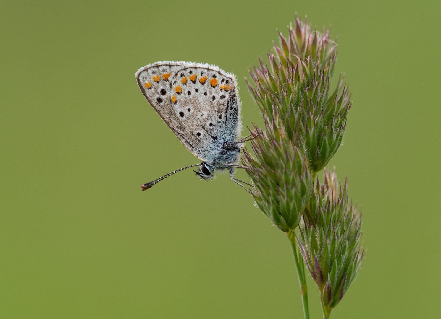 Kleine Sonnenröschen-Bläuling (Aricia agestis)