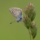 Kleine Sonnenröschen-Bläuling (Aricia agestis)