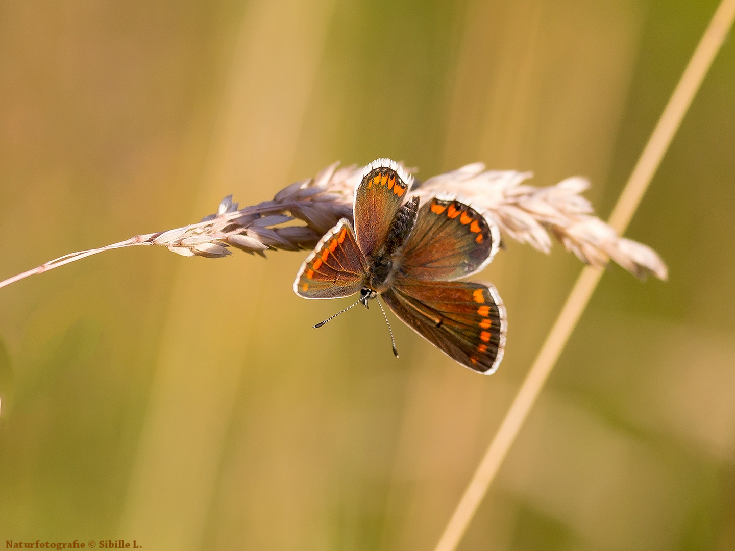 Kleine Sonnenröschen-Bläuling (Aricia agestis) 