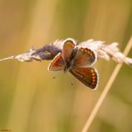 Kleine Sonnenröschen-Bläuling (Aricia agestis) 