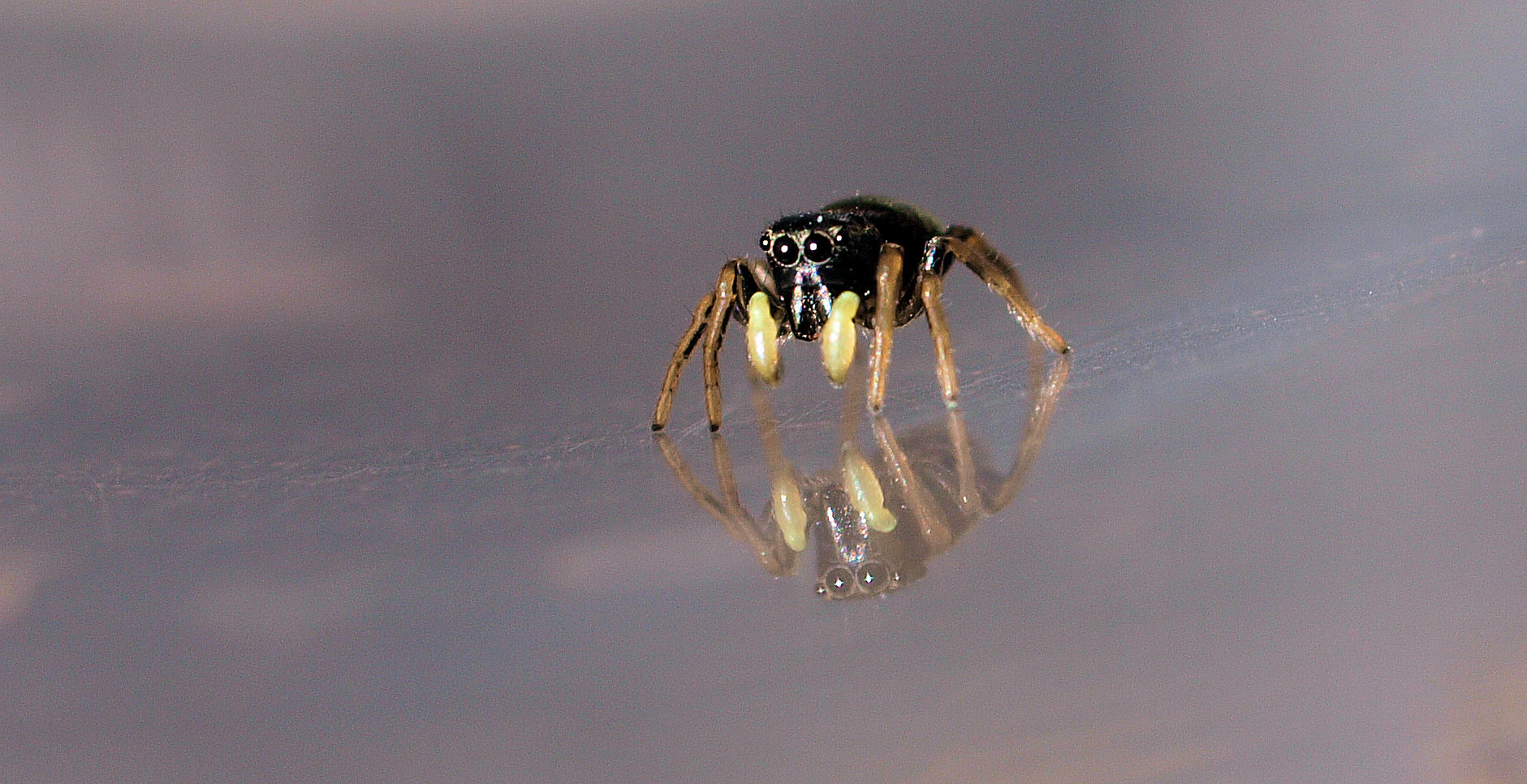 Kleine Sonnenspringspinne